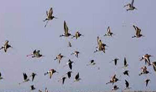 Two sent to jail for poaching migratory birds in Bhitarkanika National Park