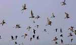 Two sent to jail for poaching migratory birds in Bhitarkanika National Park