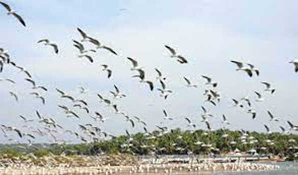 विदेशी मेहमान पक्षियों के कलरव से गुंजायमान हुआ देवीपाटन मंडल