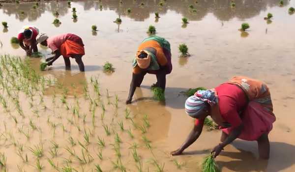 Maha: 10 staffers of ICICI Lombard insurance company booked for duping farmers of Rs 3.95 crore in Akola
