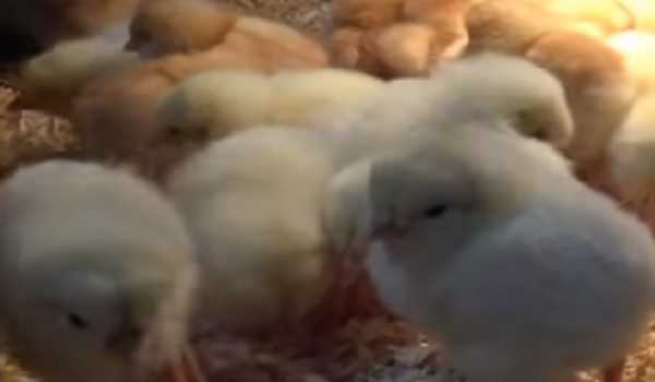 Japan to cull about 330,000 chickens in Aomori Prefecture over bird flu - Administration