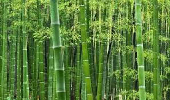 Union Govt nod in Rs 26.04 Cr plan under Bamboo Mission awaited: Minister