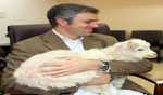 World’s first cloned Pashmina goat, Noori, dies in Kashmir
