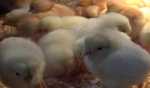 Japan to cull about 330,000 chickens in Aomori Prefecture over bird flu - Administration