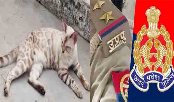डेढ़ लाख की बिल्ली की तलाश में बुलंदशहर पुलिस