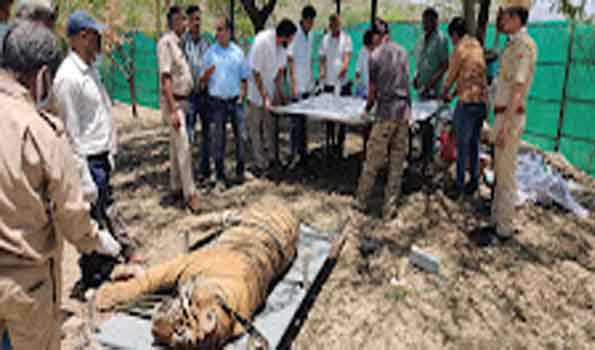 रणथम्भौर से एक दिन पूर्व लाए गए टाईगर 104 की हुई मृत्यु