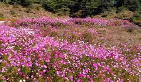 विश्व प्रसिद्ध  फूलों की घाटी एक जून से पर्यटकों के लिए खोल दी जायेगी