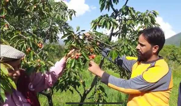 Weather vagaries caused 55 pc loss to Cherry fruit in Kashmir