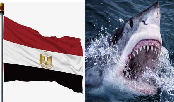 मिस्र में शार्क मछली के हमले से रूसी पर्यटक की मौत