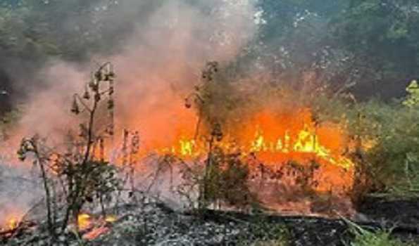 पूर्वी कजाकिस्तान के जंगल में आग लगने से तीन की मौत