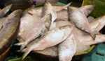 Meghalaya bans fish import following detection of formalin