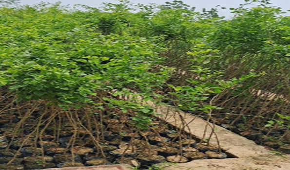 झांसी : बड़े पैमाने पर वृक्षारोपण के लिए वन विभाग की तैयारी जोरों पर