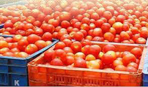 हिमाचल में टमाटर से 19.63 करोड़ का कारोबार