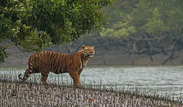 सदाबहार वनों की सघनता को खो रहा है सुंदरवन