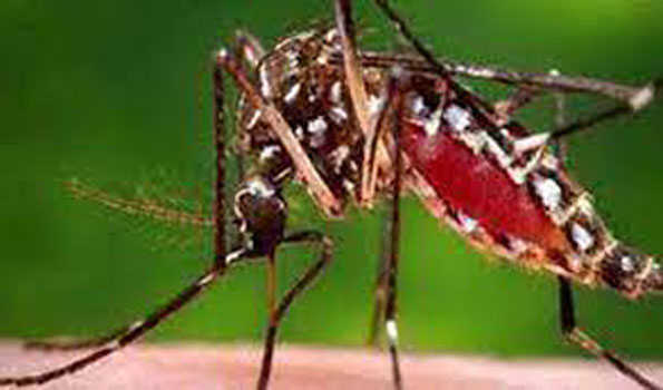 बंगलादेश में डेंगू मरीजों की संख्या 57,127 हुई, अब तक 273 लोगों की मौत