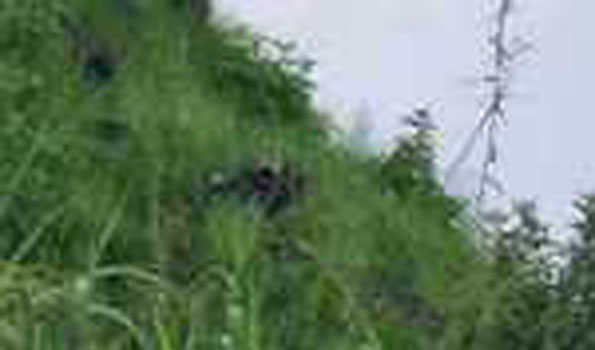 कुपवाड़ा में नियंत्रण रेखा के पास घुसपैठ की कोशिश नाकाम , एक आतंकवादी ढेर
