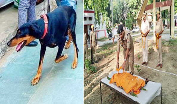जौनपुर में पुलिस के खोजी स्वान शौर्य का निधन