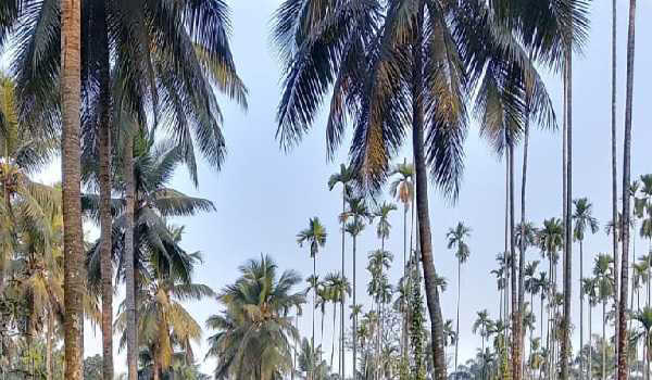 करंदलाजे करेंगी कासरगोड में 25वें विश्व नारियल दिवस कार्यक्रम का उद्घाटन
