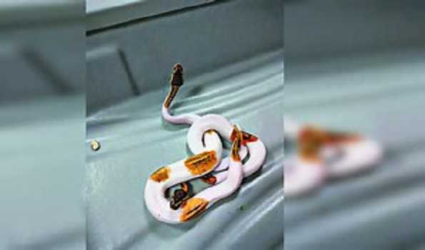 हवाई अड्डे पर छह अजगर, एक काली गिलहरी की गई जब्त
