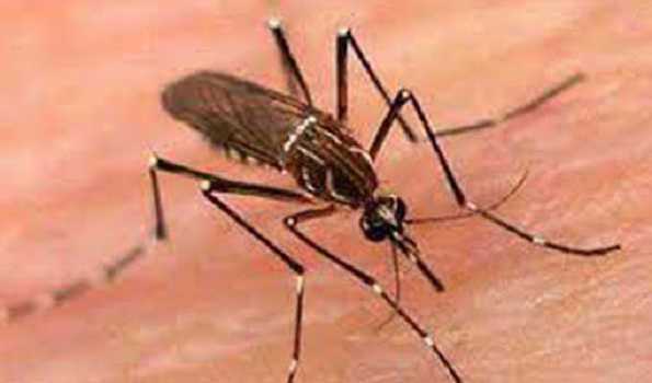 Bangladesh's dengue death toll exceeds 900