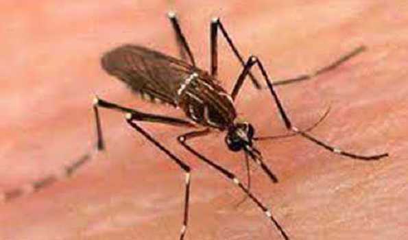 बंगलादेश में डेंगू का कहर,कई मरे