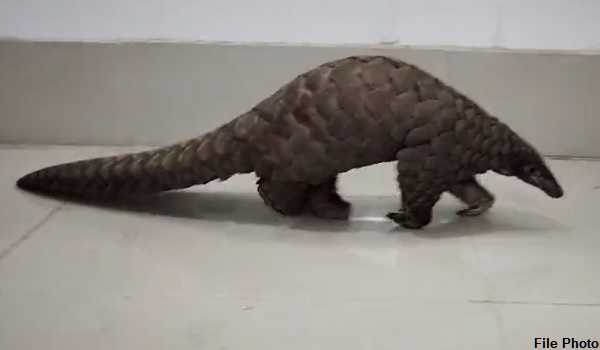 STF arrest a wildlife criminal in Odish