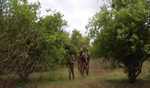 Somali army kill 27 al-Shabab fighters