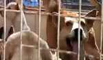 Rabies takes 21,000 lives in India annually : Experts