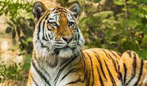 कावेरी वन्यजीव अभयारण्य में 50 साल बाद देखे गये बाघ