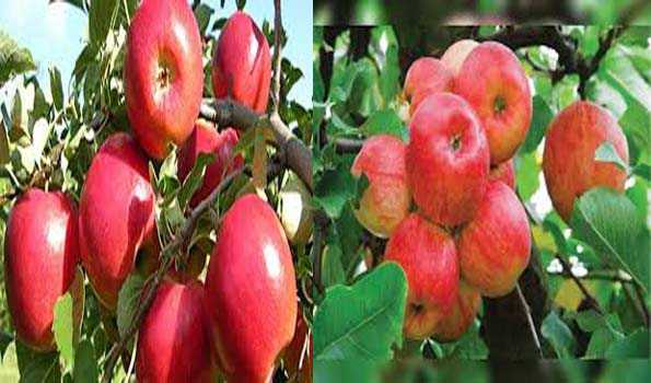 हिमाचल में सेब सीजन सोमवार से आधिकारिक तौर पर शुरू
