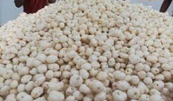 मखाना खेती को आधुनिक बनाने के लिए काम करे पूसा