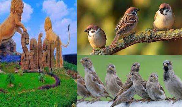 इटावा सफारी पार्क बना ‘गौरैया’ का सबसे बड़ा आशियाना